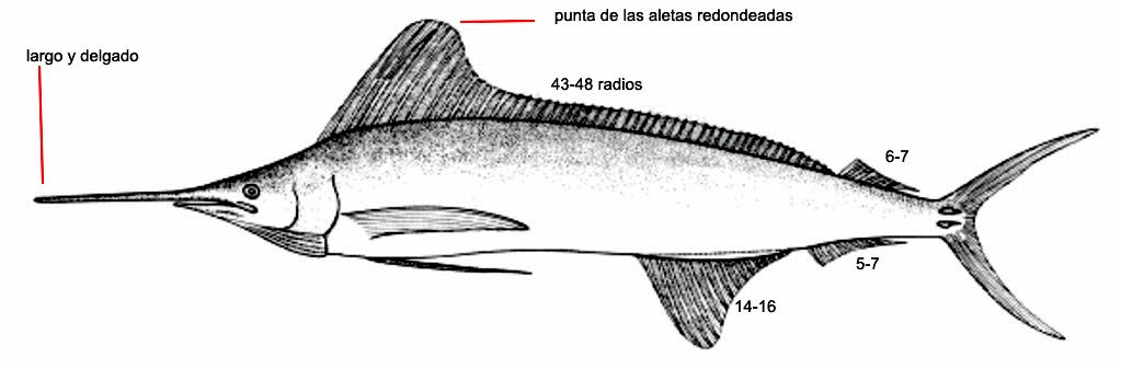 Tetrapturus georgii_01.jpg